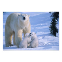 Female Polar Bear Standing with 2 Cubs at her Photo