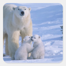 Female Polar Bear Standing with 2 Cubs at her Square Sticker