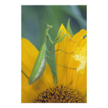 Female praying mantis with egg sac on photo