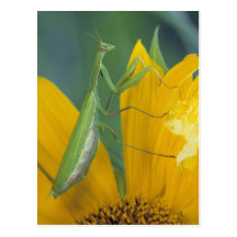Female praying mantis with egg sac on postcard