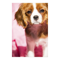Female Puppy King Charles Spaniel Poster posters