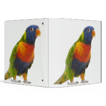 Female Rainbow Lorikeet