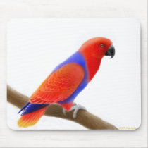 Female Red Eclectus Parrot Mousepad by twopurringcats Female Red Eclectus Parrot Mousepad