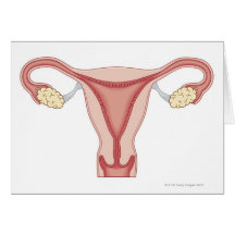 Female Reproductive System 2 Greeting Cards