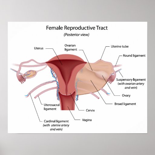 Female reproductive system labeled diagram print | Zazzle