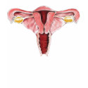 Female Reproductive System t-shirts