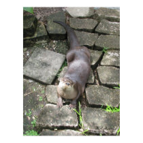 Female River Otter posters