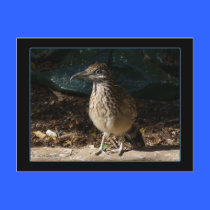 Female Roadrunner Postcard