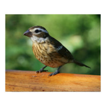 Female Rose-breasted Grosbeak bird print