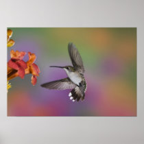 Female Ruby Throated Hummingbird in flight, 2