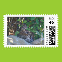 Female Ruffed Grouse  Postage postage
