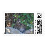 Female Ruffed Grouse  Postage