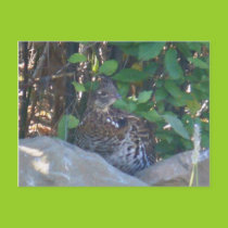 Female Ruffed Grouse Postcard postcards