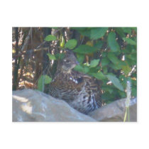 Female Ruffed Grouse Postcard by shawke123 Female Ruffed Grouse Postcard