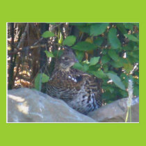 Female Ruffed Grouse Postcard postcards