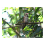 Female Rufous Hummingbird