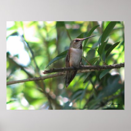 Female Rufous Hummingbird print