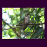 Female Rufous Hummingbird posters