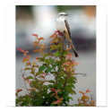Female Scissortail Flycatcher posters by shielarb Female Scissortail Flycatcher posters