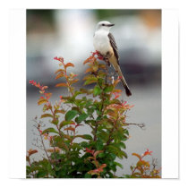 Female Scissortail Flycatcher posters