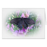 Female Spicebush Swallowtail Butterfly Greeting Card