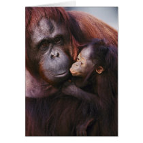 Female Sumatran Orangutan with baby, Pongo Card