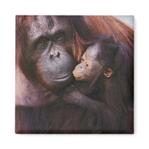 Female Sumatran Orangutan with baby, Pongo Fridge Magnet