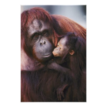 Female Sumatran Orangutan with baby, Pongo Photo Art