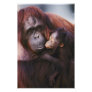 Female Sumatran Orangutan with baby, Pongo
