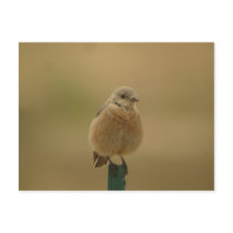 female Western Bluebird postcards