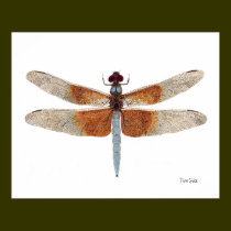 Female Widow Skimmer Dragonfly Art Poster posters
