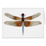 Female Widow Skimmer Dragonfly Cards