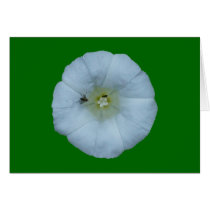 Fence hoist bindweed greeting card