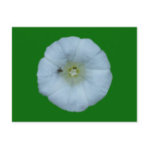 Fence hoist bindweed post cards