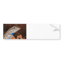 Fence Lizard Bumper Sticker