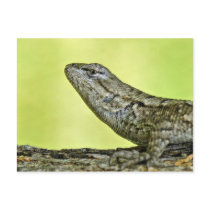 Fence Lizard postcards by Buckobeck Fence Lizard postcards