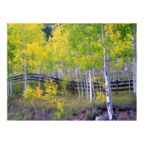 Fence with Aspens Dry Brush posters