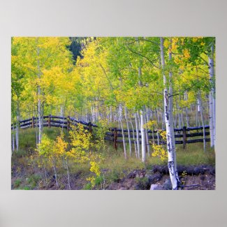 Fence with Aspens Dry Brush print