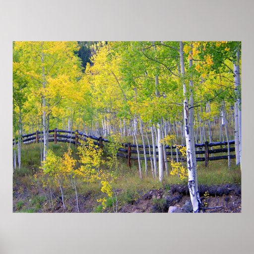 Fence with Aspens Dry Brush Print
