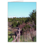 Fenced Forest Greeting Card
