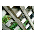 Fenced Gardens posters