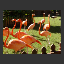 Fenced in Flamingos Poster posters