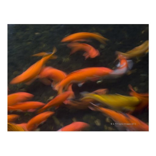 Feng Shui believe koi fish bring good luck. Postcard Zazzle