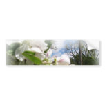 FENG SHUI INTUITIVE ENERGY BUMPER STICKERS