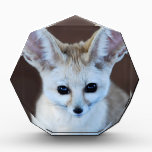 Fennec Fox awards