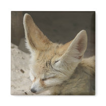 Fennec Fox Magnet by angeleyes_9136 Fennec Fox Magnet