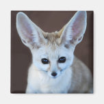Fennec fox magnets