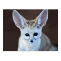 Fennec fox post cards