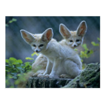 Fennec Foxes Post Cards