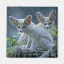 Fennek (Vulpes zerda) W�_stenfuchs, Fennec Refrigerator Magnet